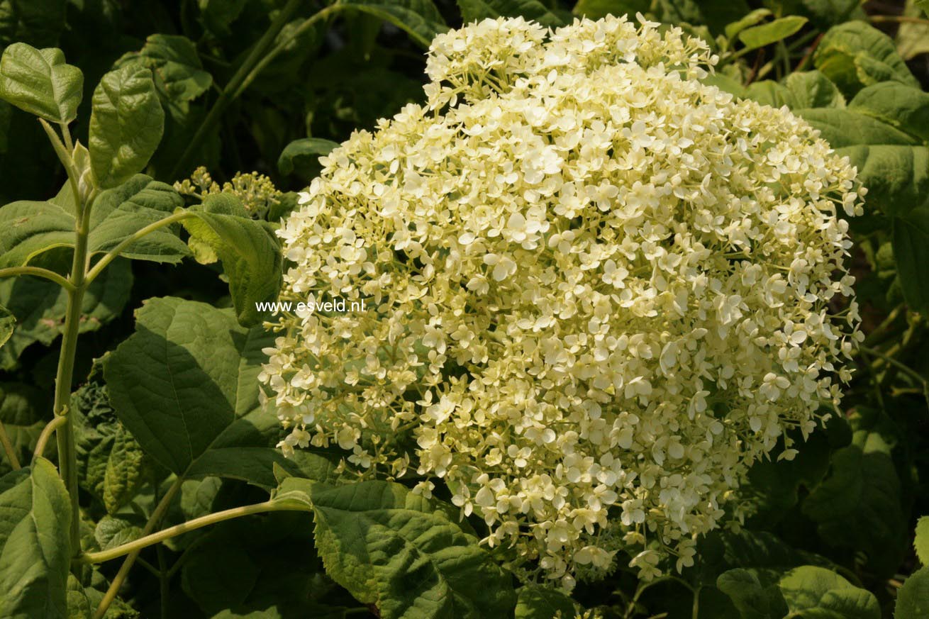 Hydrangea arborescens 'Puffed Green'
