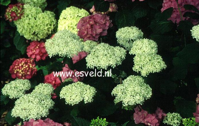 Hydrangea arborescens 'Sterilis'