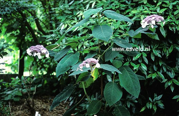 Hydrangea aspera 'Bellevue'