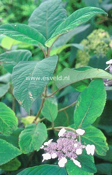 Hydrangea aspera 'Farrall'