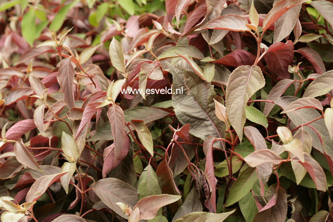 Hydrangea aspera 'Haopr012' (HOT CHOCOLATE)