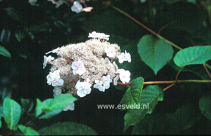 Hydrangea aspera 'Pink Cloud'