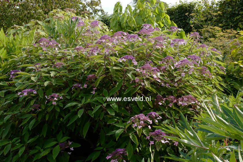 Hydrangea aspera 'Rocklon'
