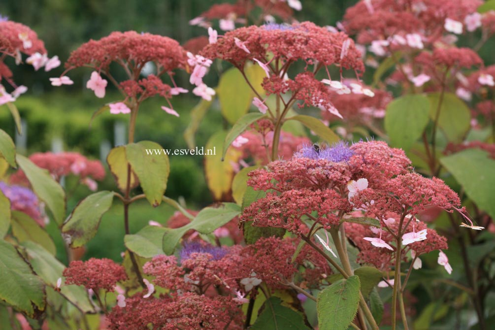 Hydrangea aspera 'Rowallane'