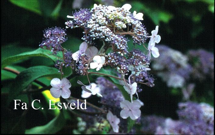 Hydrangea aspera 'Sam McDonald'