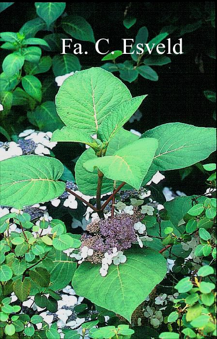 Hydrangea aspera robusta