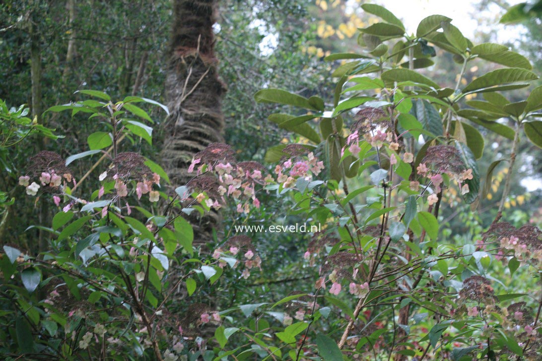 Hydrangea aspera strigosa