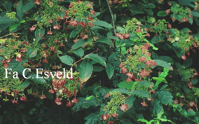 Hydrangea heteromalla 'Kalmthout'