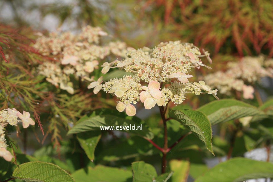 Hydrangea heteromalla 'Long White'
