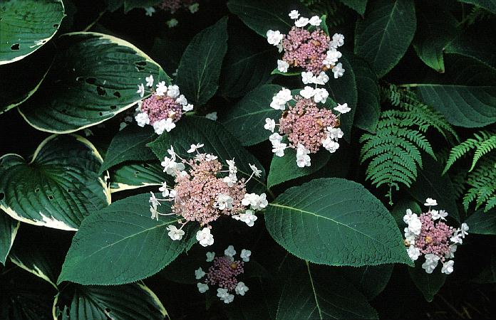 Hydrangea involucrata 'Plena'