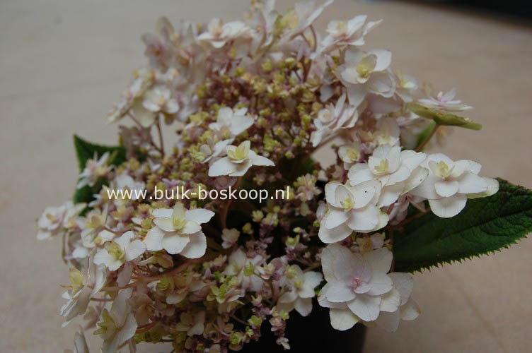 Hydrangea involucrata 'Tokado-yama'
