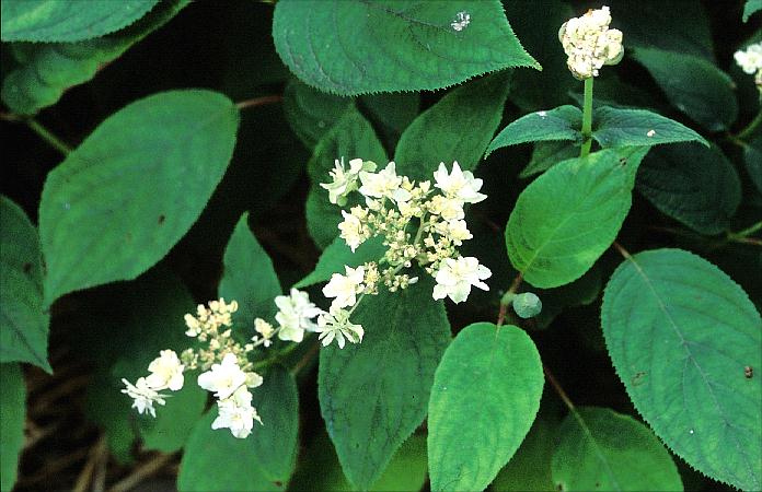 Hydrangea involucrata 'Yokudanka'