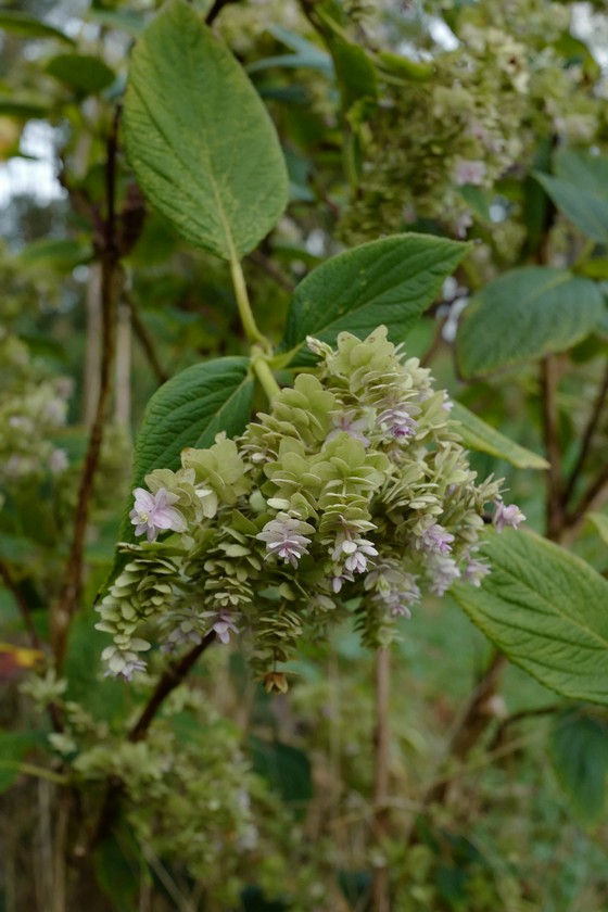 Hydrangea involucrata 'Yoraku-tama'