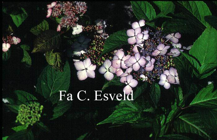 Hydrangea macrophylla 'Akabe yama'