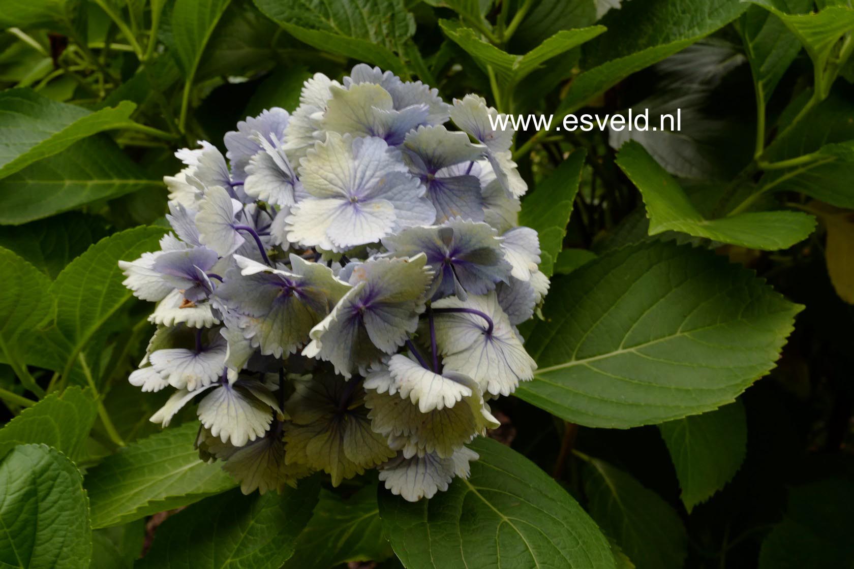 Hydrangea macrophylla 'Amethyst'