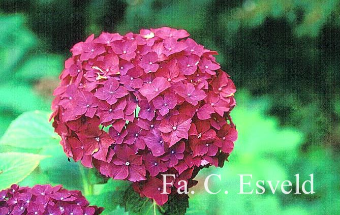 Hydrangea macrophylla 'Ami Pasquier'