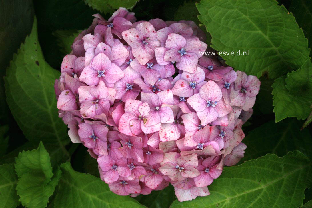 Hydrangea macrophylla 'Andriesia'