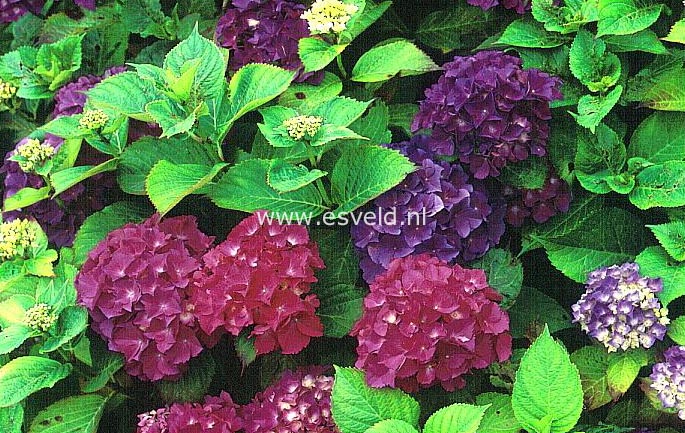 Hydrangea macrophylla 'Armand Draps'