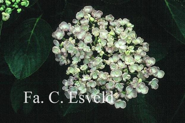 Hydrangea macrophylla 'Ayesha'