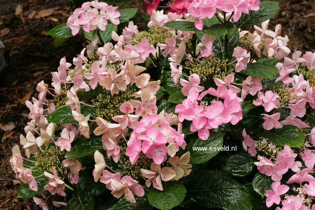 Hydrangea macrophylla 'Beijing'