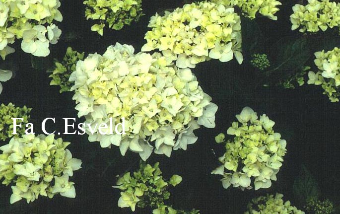 Hydrangea macrophylla 'Bichon'