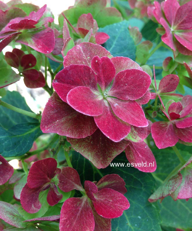 Hydrangea macrophylla 'Blue Danube'