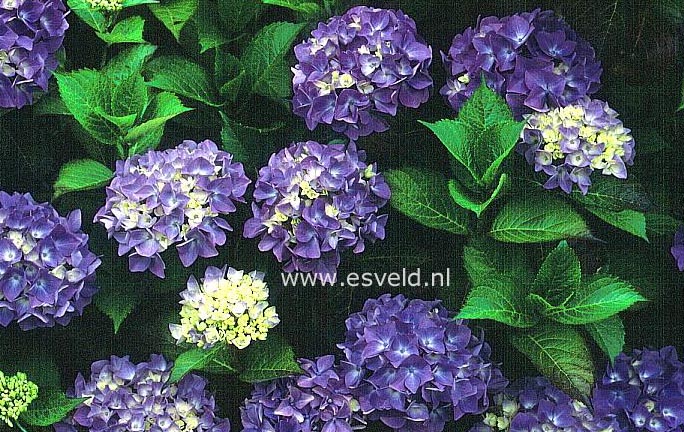 Hydrangea macrophylla 'Brilliant'