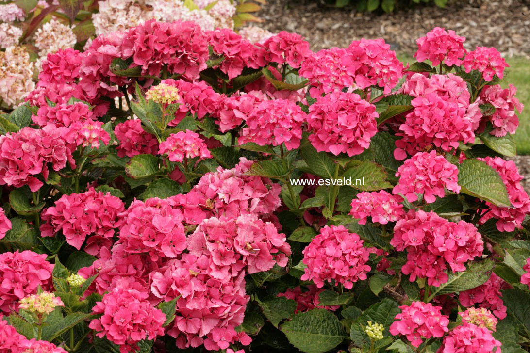 Hydrangea macrophylla 'Chaperon Rouge'