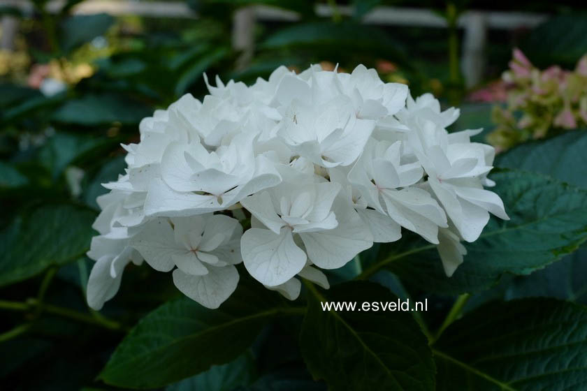 Hydrangea macrophylla 'Coco' (BEAUTENSIA)