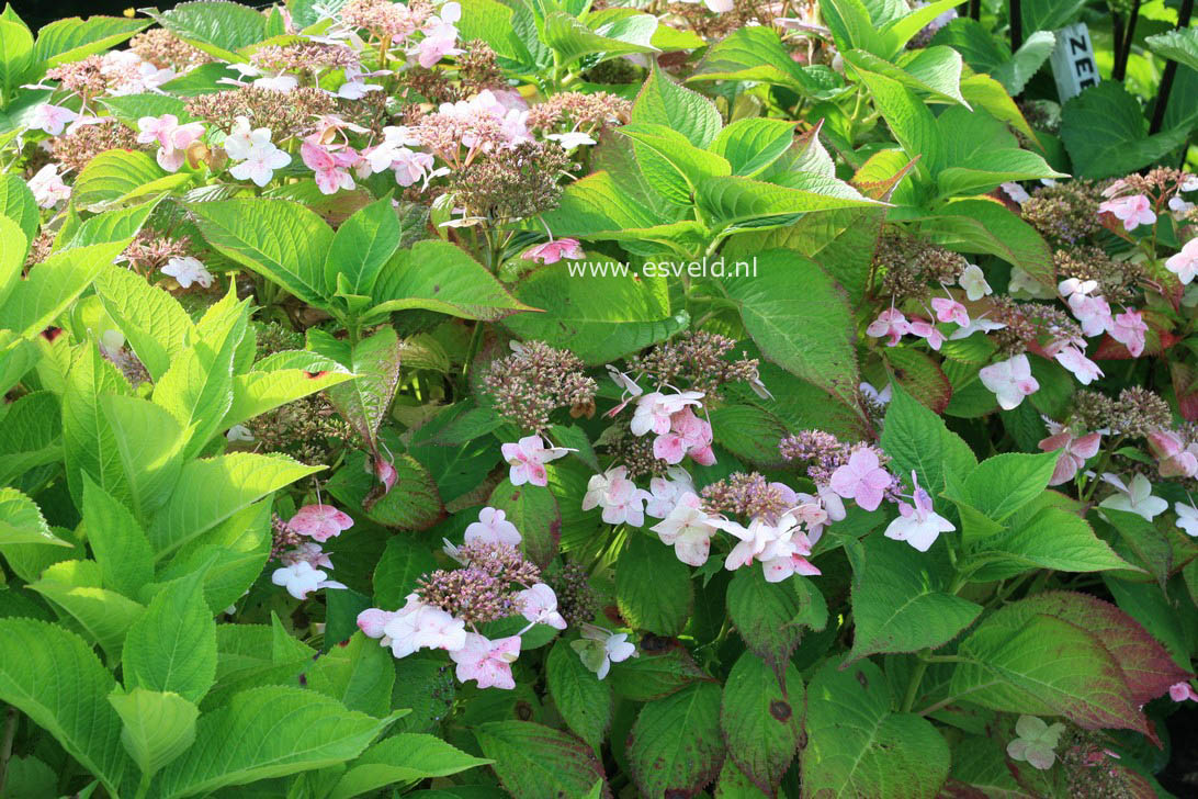Hydrangea macrophylla 'Dart's Romance'