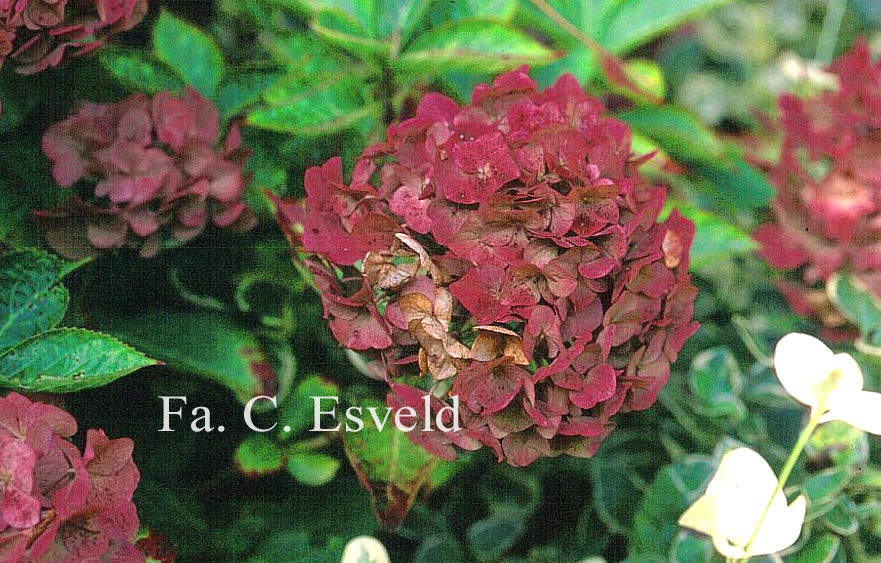 Hydrangea macrophylla 'Eldorado'