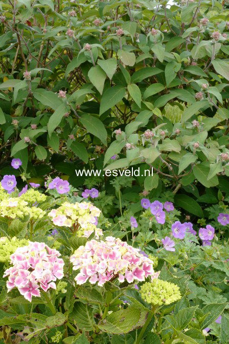 Hydrangea macrophylla 'Frau Mariko'