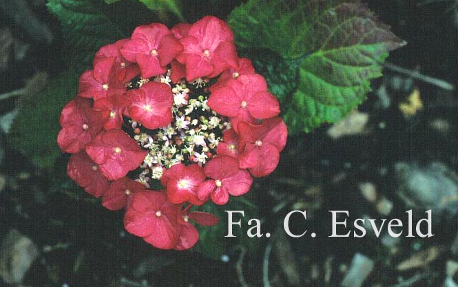 Hydrangea macrophylla 'Geoffrey Chadbund'