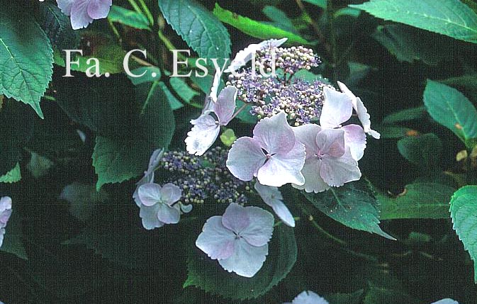 Hydrangea macrophylla 'Grant's Choice'