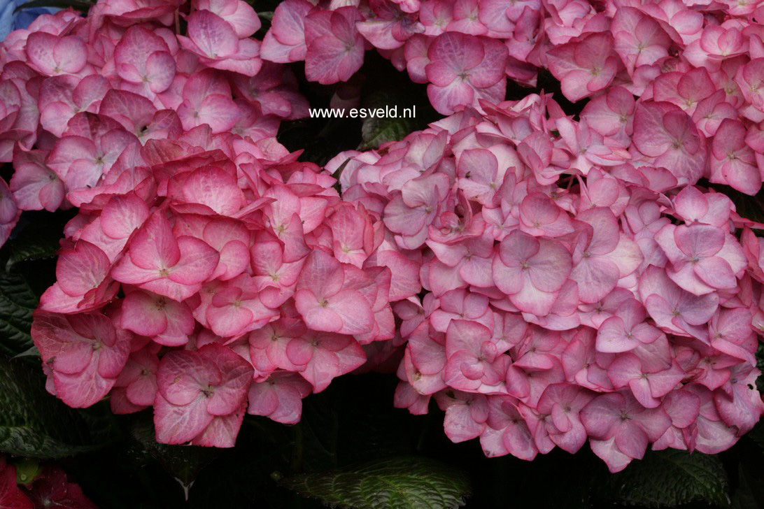 Hydrangea macrophylla 'HBACHI' (CHIQUE)