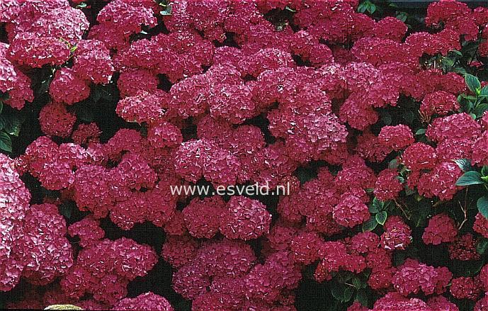 Hydrangea macrophylla 'Harry's Red'