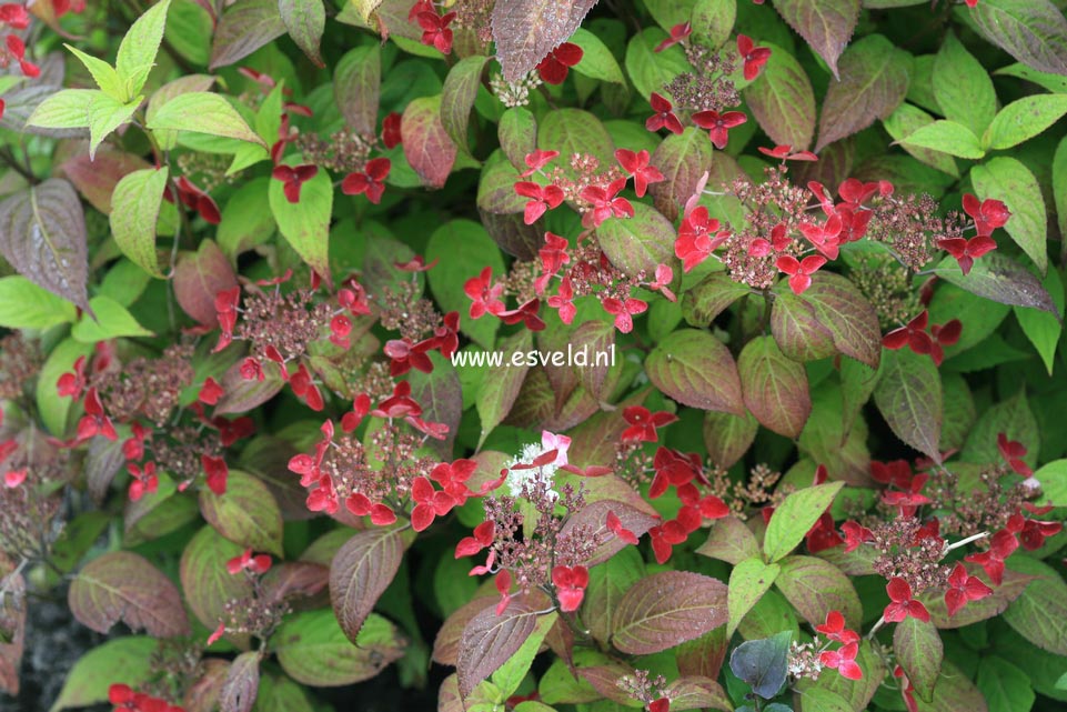 Hydrangea macrophylla 'Hatsu shime'