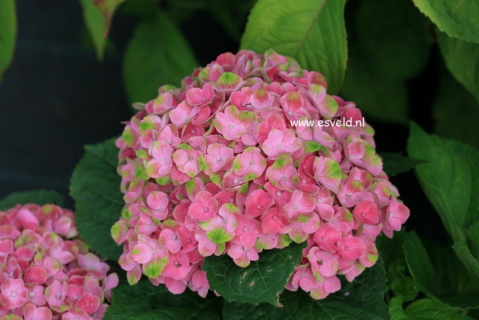 Hydrangea macrophylla 'Hokomathyst' (MAGICAL AMETHYST)