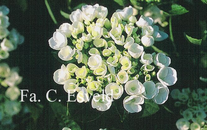 Hydrangea macrophylla 'Holibel' (HOVARIA)