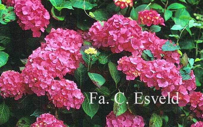 Hydrangea macrophylla 'Holstein'