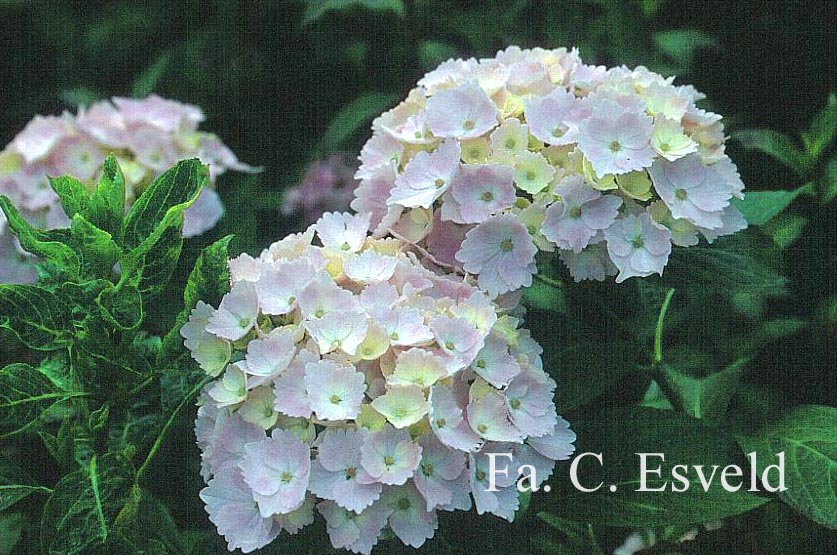 Hydrangea macrophylla 'Hopaline' (HOVARIA)