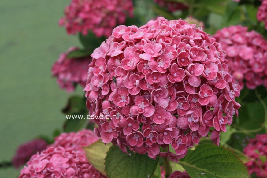 Hydrangea macrophylla 'Hopcorn' (HOVARIA)