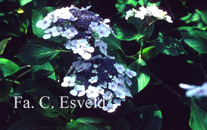 Hydrangea macrophylla 'Hortulanus H. Witte'