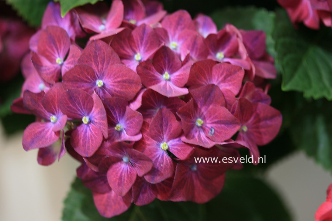 Hydrangea macrophylla 'Hot Red'
