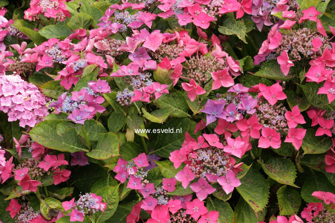 Hydrangea macrophylla 'Kardinal'