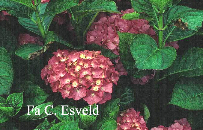 Hydrangea macrophylla 'King George V'