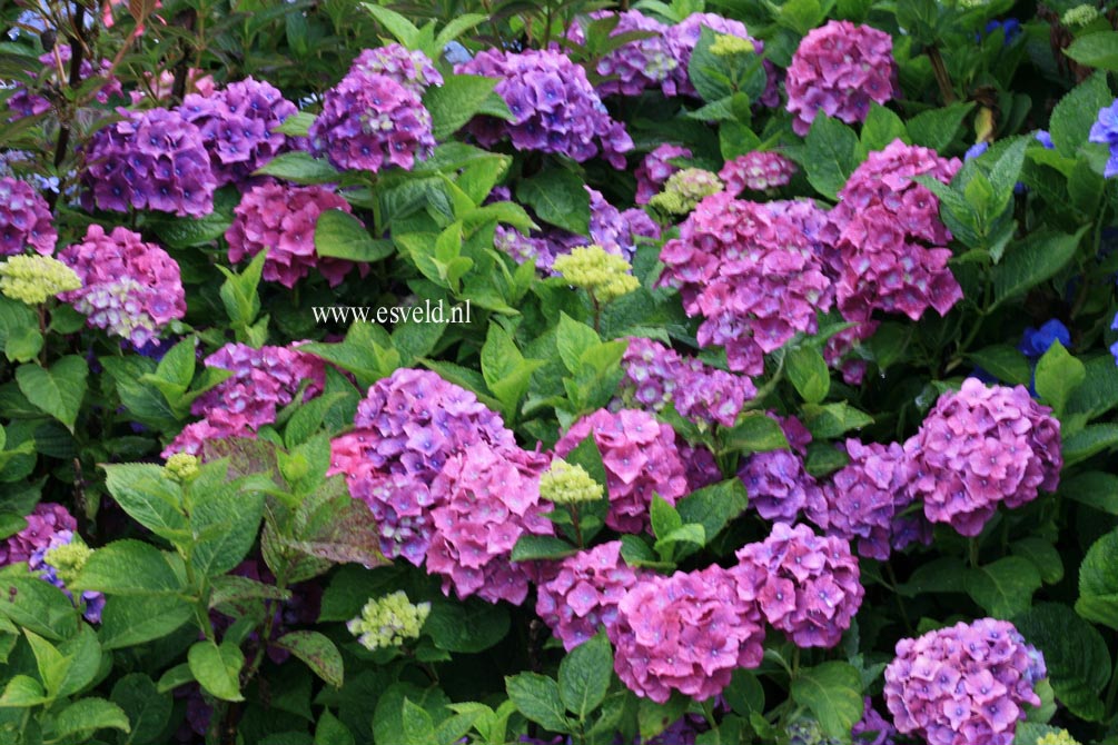 Hydrangea macrophylla 'Kluis Superba'