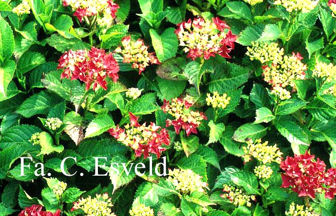 Hydrangea macrophylla 'Koenigstein'