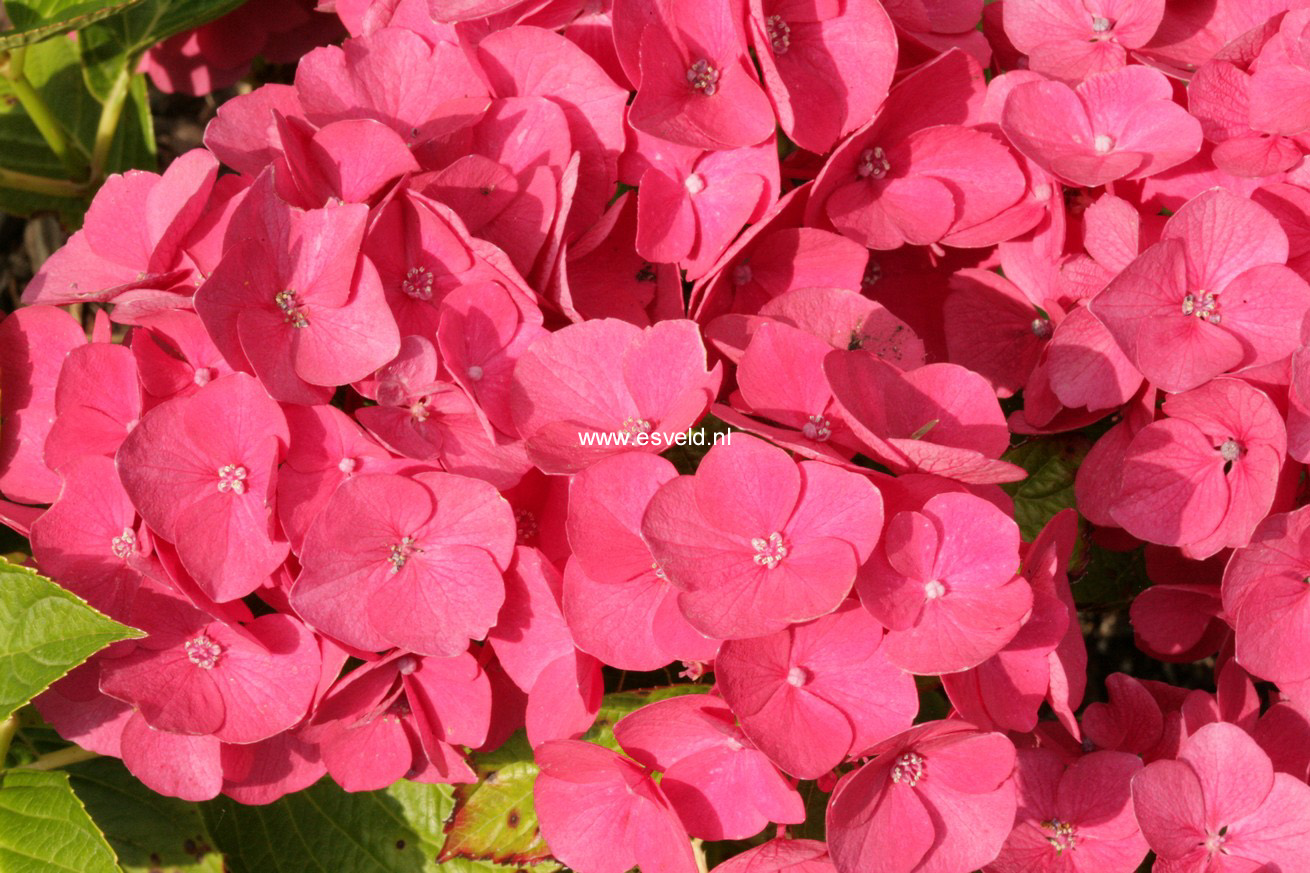Hydrangea macrophylla 'Kolmasa' (MAGICAL SAPPHIRE)