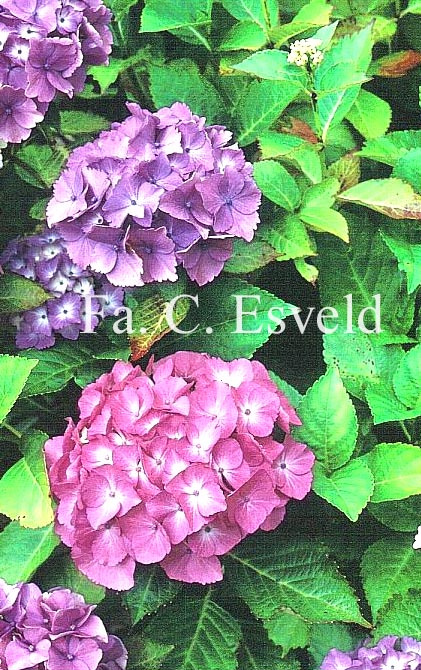 Hydrangea macrophylla 'Marie Claire'